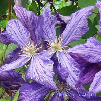 Clematis Tie Dye, Large Flowered Clematis - Brushwood Nursery, Clematis Specialists