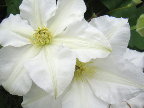 Clematis Toki, Large Flowered Clematis - Brushwood Nursery, Clematis Specialists