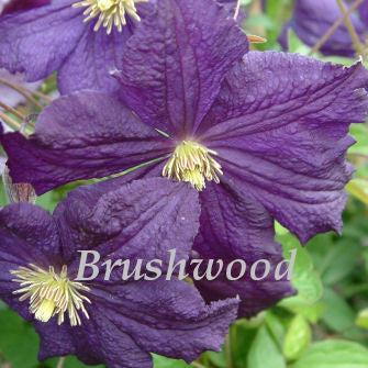 Clematis Trikatrei, Small Flowered Clematis - Brushwood Nursery, Clematis Specialists