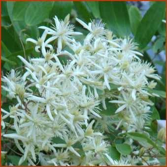 Clematis uncinata, Small Flowered Clematis - Brushwood Nursery, Clematis Specialists