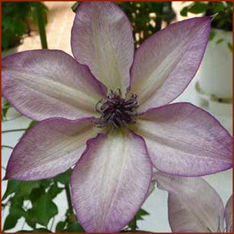 Clematis Utopia, Large Flowered Clematis - Brushwood Nursery, Clematis Specialists