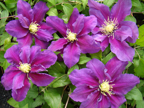 Clematis Varenne, Large Flowered Clematis - Brushwood Nursery, Clematis Specialists