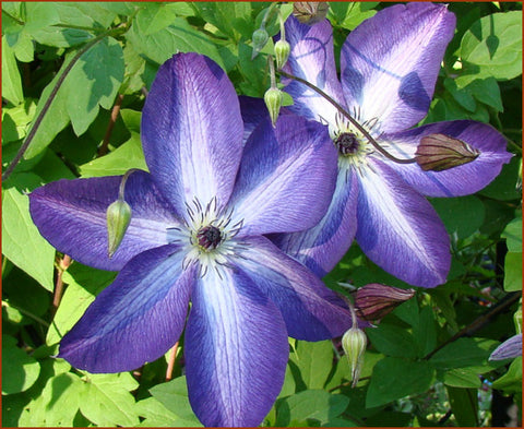 Clematis Venosa Violacea, Small Flowered Clematis - Brushwood Nursery, Clematis Specialists