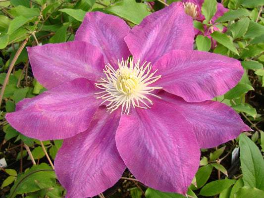 Clematis Vino, Large Flowered Clematis - Brushwood Nursery, Clematis Specialists
