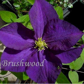 Clematis Viola, Large Flowered Clematis - Brushwood Nursery, Clematis Specialists