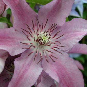 Clematis Violetta, Large Flowered Clematis - Brushwood Nursery, Clematis Specialists