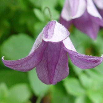 Clematis viticella, Small Flowered Clematis - Brushwood Nursery, Clematis Specialists