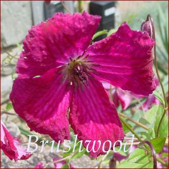Clematis viticella Rubra, Small Flowered Clematis - Brushwood Nursery, Clematis Specialists