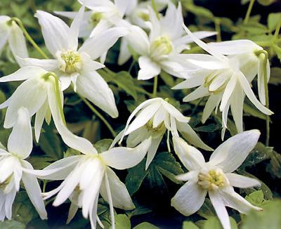Clematis White Swan, Small Flowered Clematis - Brushwood Nursery, Clematis Specialists