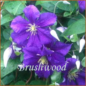 Clematis Wisley, Large Flowered Clematis - Brushwood Nursery, Clematis Specialists
