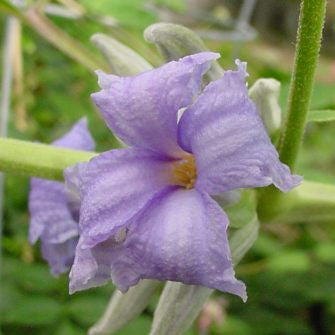 Clematis Wyevale, Non-Vining Clematis - Brushwood Nursery, Clematis Specialists