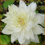 Clematis Yukiokoshi, Large Flowered Clematis - Brushwood Nursery, Clematis Specialists