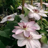 Clematis Dawn, Large Flowered Clematis - Brushwood Nursery, Clematis Specialists