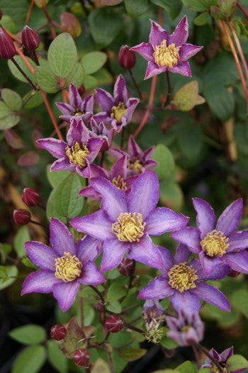 Clematis Exciting, Small Flowered Clematis - Brushwood Nursery, Clematis Specialists