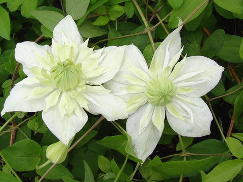 Clematis Alba Plena, Small Flowered Clematis - Brushwood Nursery, Clematis Specialists