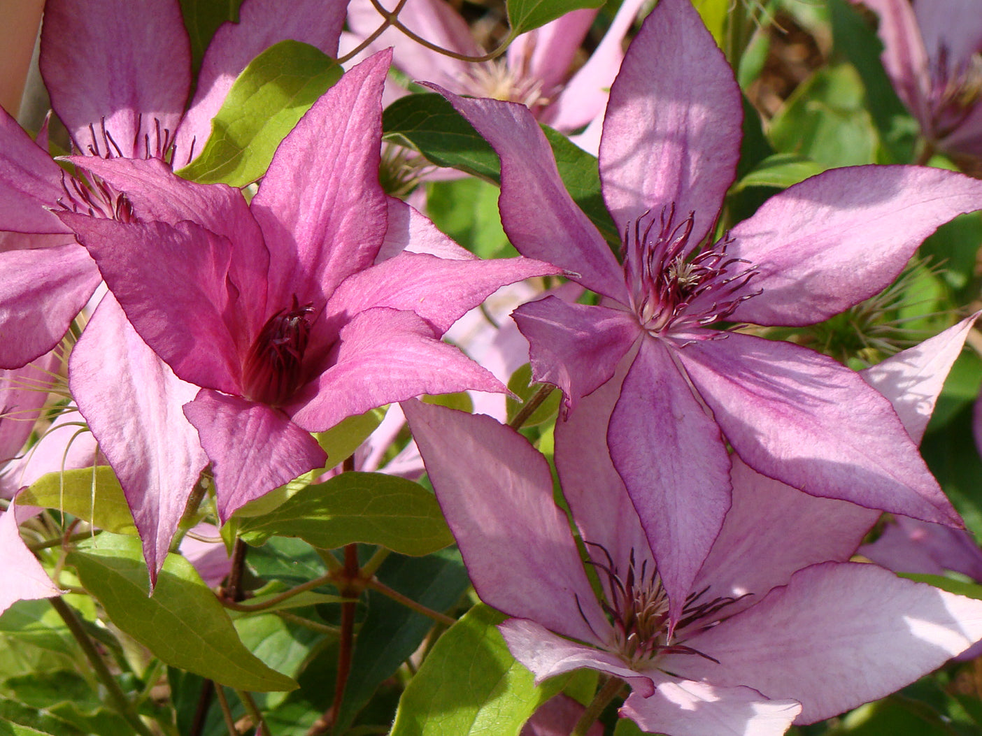 Clematis Giselle