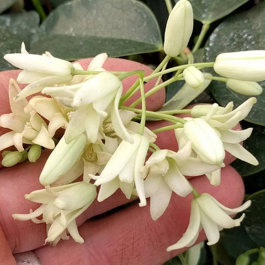 Holboellia coriacea Trehane Form, Other Species - Brushwood Nursery, Clematis Specialists