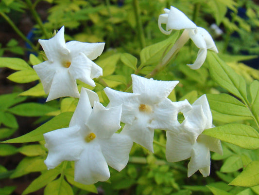 Jasminum officinale Fiona Sunrise, Jasmines - Brushwood Nursery, Clematis Specialists