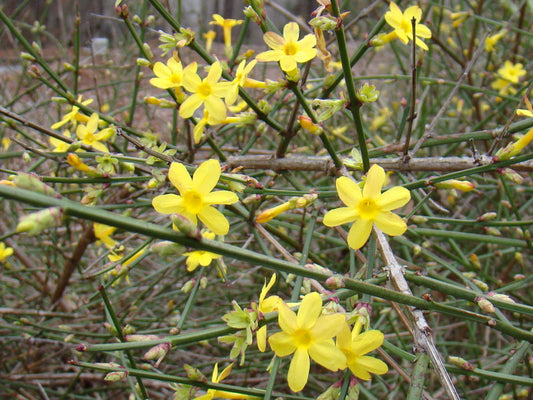 Jasminum nudiflorum, Jasmines - Brushwood Nursery, Clematis Specialists