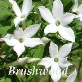 Jasminum officinale f Affine, Jasmines - Brushwood Nursery, Clematis Specialists