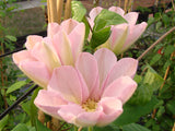 Clematis Jeanne's Pink, Large Flowered Clematis - Brushwood Nursery, Clematis Specialists