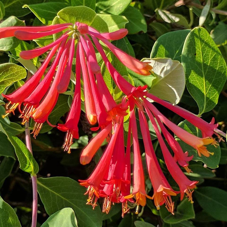 Lonicera Blanche Sandman, Native Vines - Brushwood Nursery, Clematis Specialists