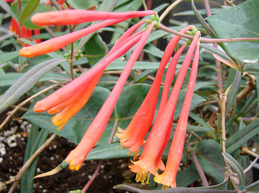 Lonicera Cedar Lane, Native Vines - Brushwood Nursery, Clematis Specialists