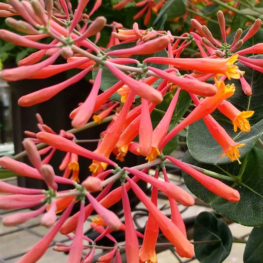 Lonicera Clay Hills, Native Vines - Brushwood Nursery, Clematis Specialists