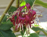 Lonicera giraldii, Lonicera: Honeysuckle - Brushwood Nursery, Clematis Specialists