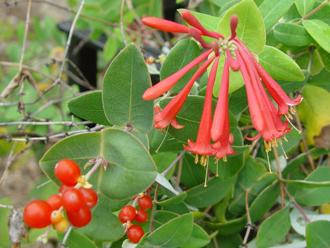 Lonicera Major Wheeler, Native Vines - Brushwood Nursery, Clematis Specialists