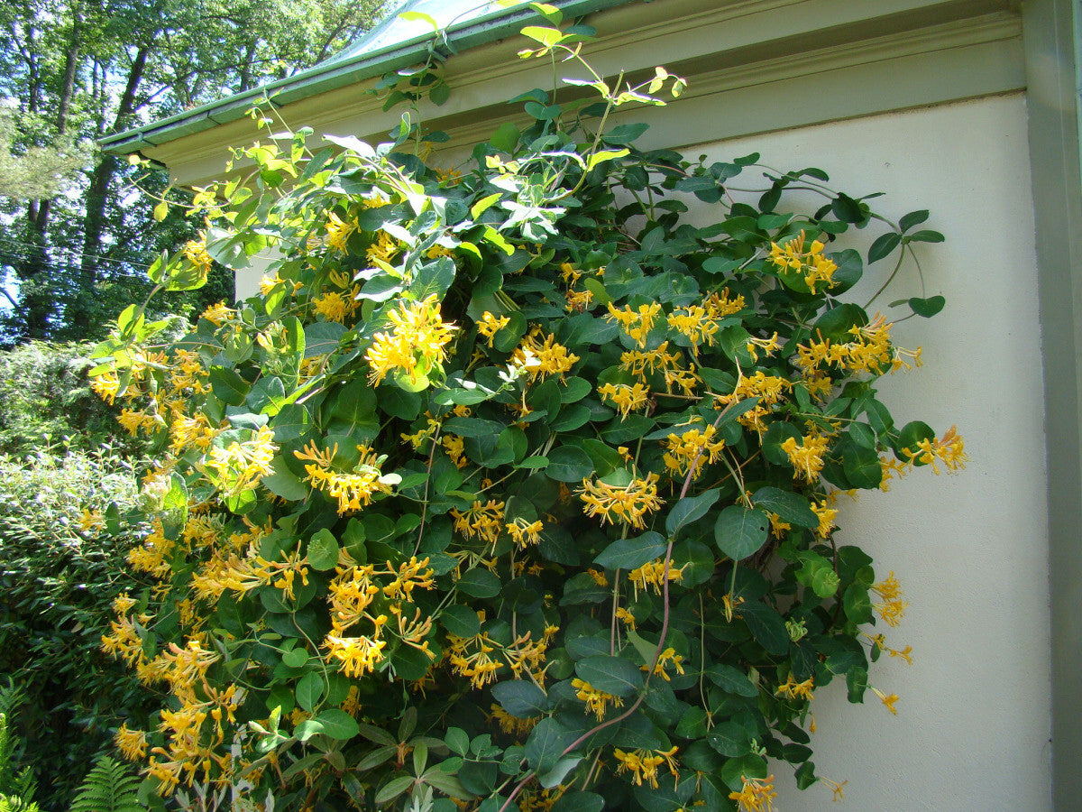 Lonicera tragophylla, Lonicera: Honeysuckle - Brushwood Nursery, Clematis Specialists