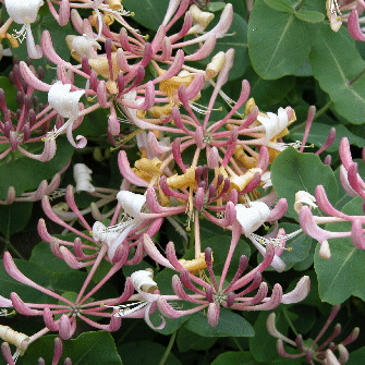 Lonicera Americana, Lonicera: Honeysuckle - Brushwood Nursery, Clematis Specialists