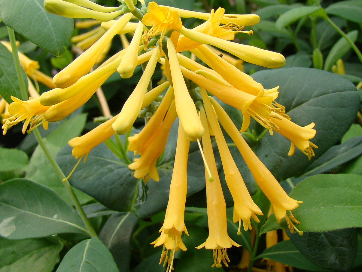Lonicera John Clayton, Native Vines - Brushwood Nursery, Clematis Specialists