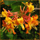 Lonicera Mandarin, Lonicera: Honeysuckle - Brushwood Nursery, Clematis Specialists
