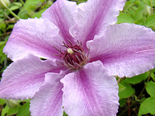 Clematis Cherokee, Large Flowered Clematis - Brushwood Nursery, Clematis Specialists