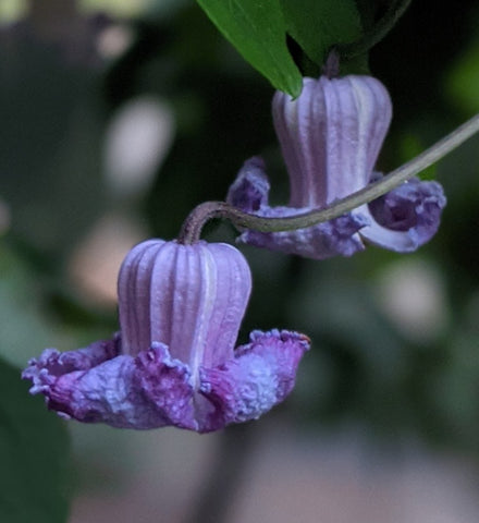 Clematis crispa