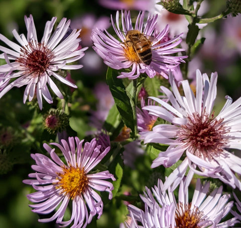 Ampelaster carolinianus