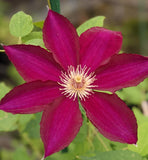 Clematis Mazowsze