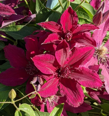 Clematis Ruutel
