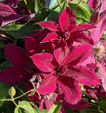 Clematis Ruutel