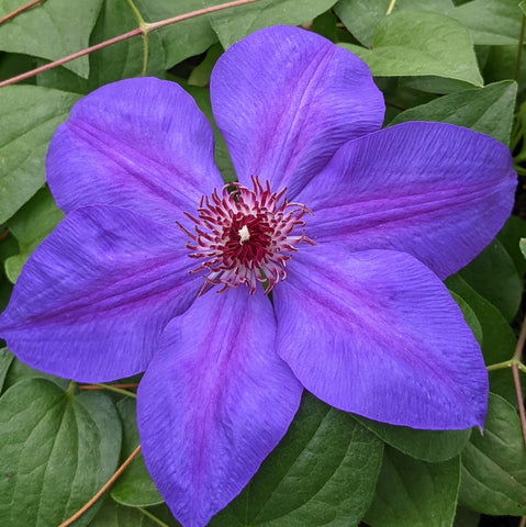 Clematis Violet Charm