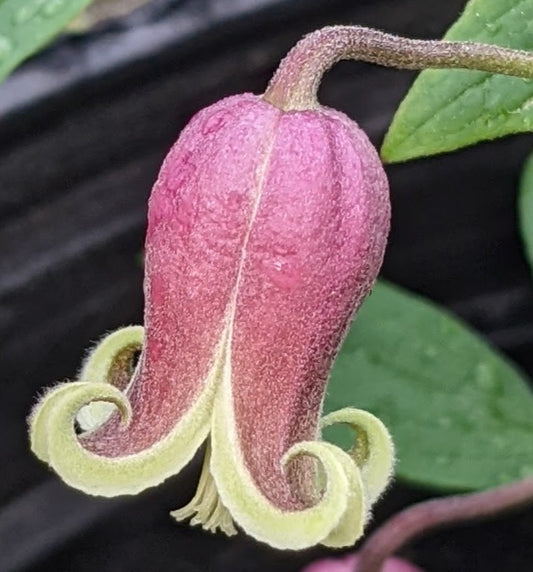 Clematis viorna