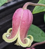 Clematis viorna
