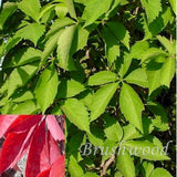 Parthenocissus quinquefolia Engelmannii, Native Vines - Brushwood Nursery, Clematis Specialists