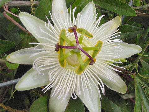 Passiflora caerulea Constance Elliott, Passion Flowers - Brushwood Nursery, Clematis Specialists