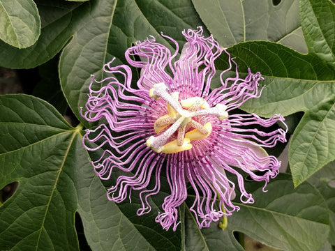 Passiflora incarnata, Native Vines - Brushwood Nursery, Clematis Specialists