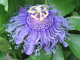 Passiflora Iridescence, Passion Flowers - Brushwood Nursery, Clematis Specialists