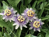 Passiflora mooreana