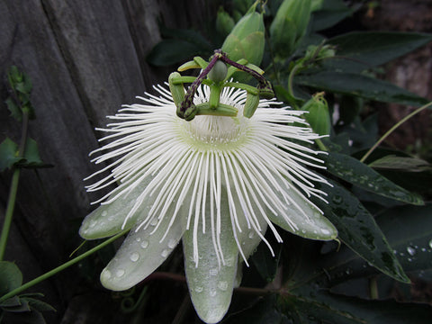 Passiflora Snow Queen, Passion Flowers - Brushwood Nursery, Clematis Specialists