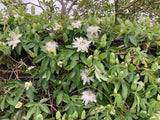 Passiflora Snow Queen